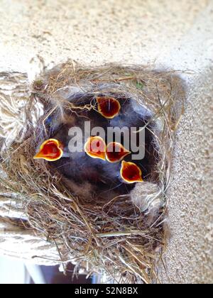 (Motacilla alba Bergeronnette pie) Vue de dessus du nid avec 5 poussins exigeant Banque D'Images