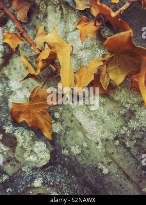 Dead feuilles de lierre sur un vieux mur de pierre. Banque D'Images