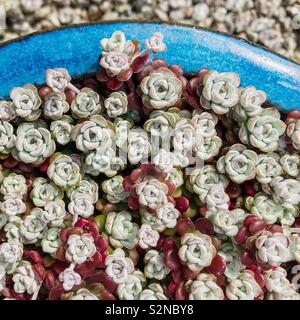 Sedum spathulifolium Cappa Blanca dans un pot bleu. Banque D'Images