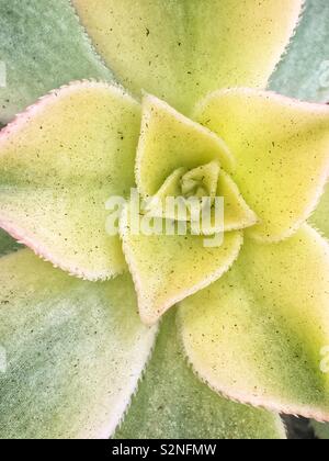 Vue de dessus du châssis complet d'une plante succulentes vert. Banque D'Images