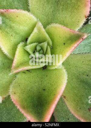 Vue de dessus du châssis complet d'une politique green succulentes florifère avec des feuilles pointues. Banque D'Images