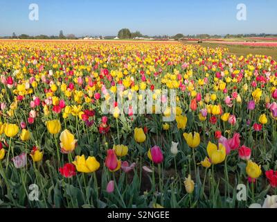 Tulipes poussant dans un champ à perte de vue sur un matin ensoleillé. Banque D'Images