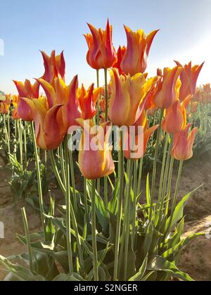 Tulipes de couleur corail poussant dans un champ dans le soleil du matin Banque D'Images