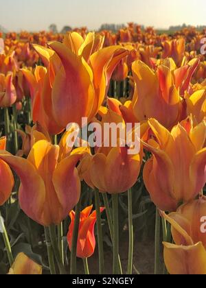 Close up de tulipes poussant dans un champ à la ferme Banque D'Images