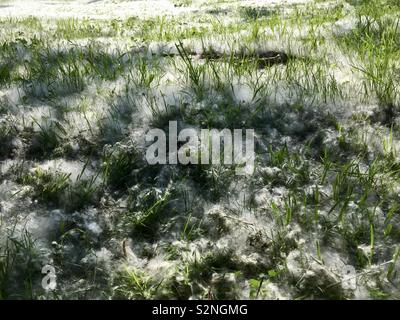 Poplar tree seeds sur terrain herbeux Banque D'Images