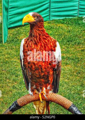 L'aigle de mer de Steller (Haliaeetus pelagicus) un oiseau de proie diurne. Elle est classée comme menacée par l'Union internationale pour la conservation de la Nature Banque D'Images