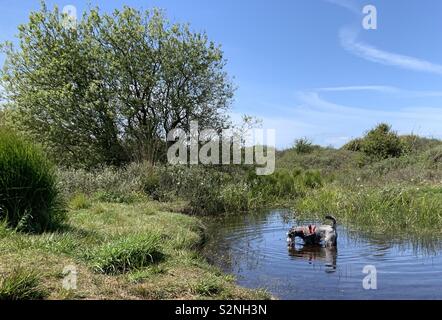 Chien Schnauzer nain de boire dans la Piscine Naturelle de Kenfig Galles du Sud Banque D'Images