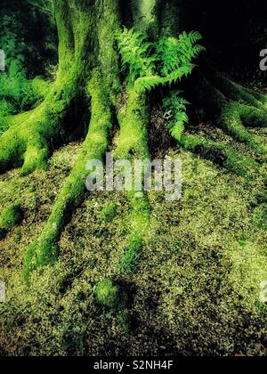 Moss couverts tronc et racines du vieil arbre. Banque D'Images