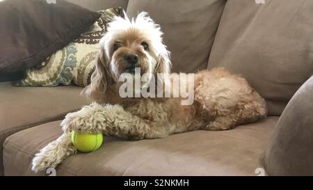 Cockapoo Mignon avec ses jouets préférés se penche sur l'appareil photo. Banque D'Images