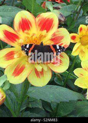 L'amiral rouge papillon sur dahlia Banque D'Images