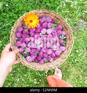 Détail d'une femme présentant un panier en osier rempli de fleurs de trèfle rouge, vus du dessus Banque D'Images