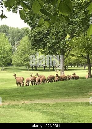 Bébé chevreuil sur parc de Wollaton Banque D'Images