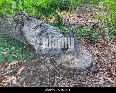 Arbre coupé par un castor Banque D'Images