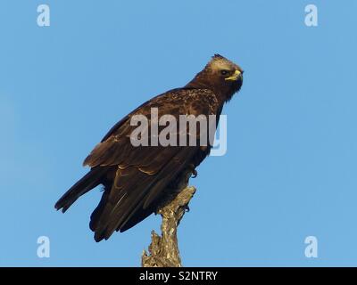 Aigle couronné d'Afrique, Kruger Park Banque D'Images