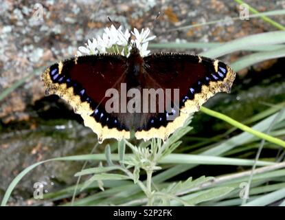 Nymphalis antiopa Papillon Cape de deuil Banque D'Images