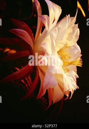 Una delle cose più affascinanti fiori è nei loro meraviglioso il riserbo. Henry David Thorea Fiore di una meraviglia cactus Echinopsis ❤️❤ della natura️❤️ Banque D'Images