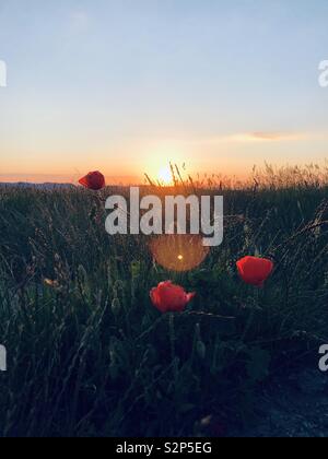 Coucher de soleil et coquelicots Banque D'Images