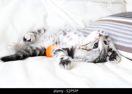 American Shorthair chaton avec orange Banque D'Images