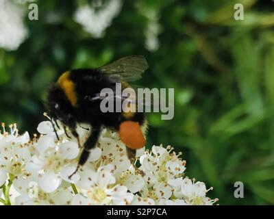 Bumblebee la collecte du pollen de fleurs pyracantha Banque D'Images