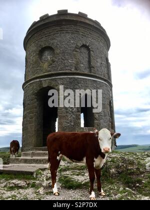 Vache dans le Derbyshire/du Temple de Salomon Banque D'Images