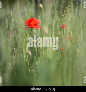 Coquelicots,coquelicot, Banque D'Images