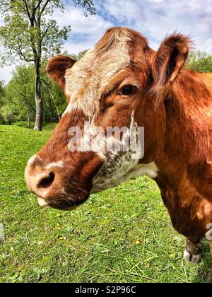 Vache brun et blanc looking at camera Banque D'Images