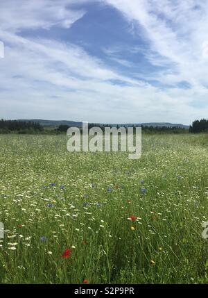 Pré de fleurs sauvages, à l'île de Wight Banque D'Images