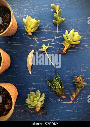 Des boutures de succulentes prêt pour la propagation. Banque D'Images