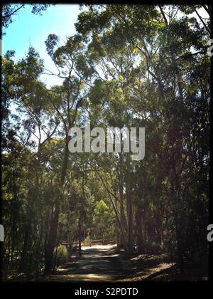 Sentier entre les arbres de gomme à la réserve du lac Blackburn, Melbourne, Victoria, Australie. Banque D'Images