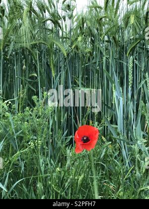 "Je me souviens" ; Rouge Coquelicot avec arrière-plan de plus en plus de blé d'hiver, tiel, Hertfordshire Banque D'Images