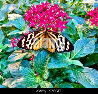 Orange blanc et noir papillon perché sur l'étoile rouge de fleurs entourée de feuilles vertes Banque D'Images