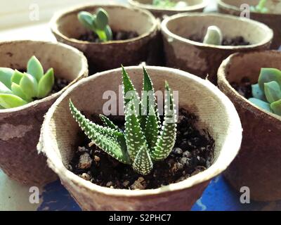 Les petites plantes succulentes en pot. Banque D'Images