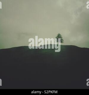 Le dernier arbre debout - un paysage minimaliste d'horizon de colline d'arbre seul - paysage minimal d'arbre - un arbre solitaire sur une colline Banque D'Images