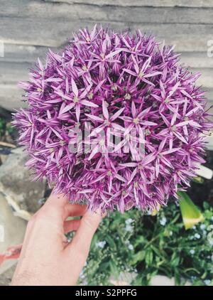 Fleur d'allium purple rose du dessus avec la main dans l'image Banque D'Images