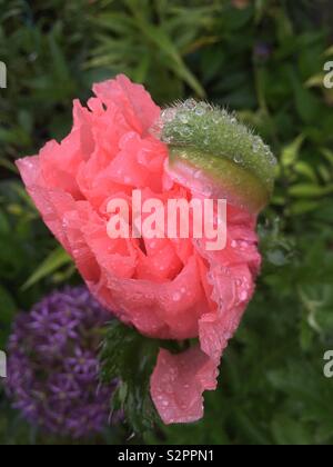 Pavot Rose humide Banque D'Images