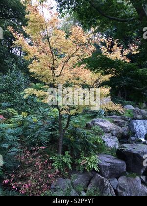 Couleurs d'automne par la cascade dans le jardin japonais de Holland Park, Kensington, Londres Banque D'Images