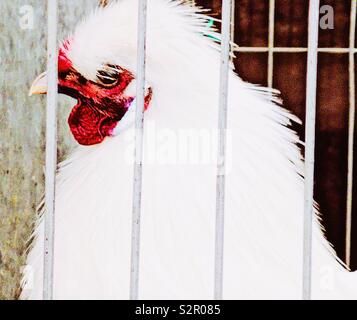 En cage de poulet silkie blanc Banque D'Images