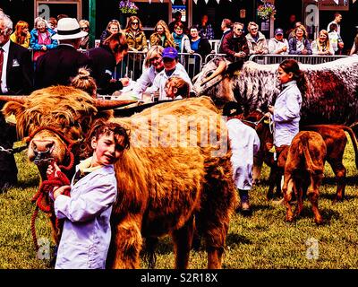 Les jeunes gestionnaires Highland cattle au trois comtés Show, Malvern, Worcestershire, Angleterre. Banque D'Images