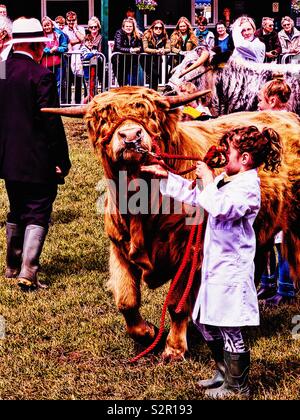 Les jeunes gestionnaires Highland cattle au trois comtés Show, Malvern, Worcestershire, Angleterre. Banque D'Images