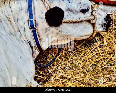 La vache blanche à collier bleu et dos-nu Banque D'Images