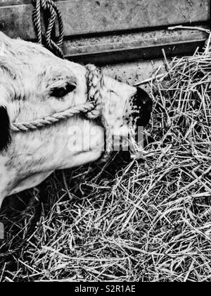 Image en noir et blanc de la tête de la vache blanche avec dos-nu Banque D'Images