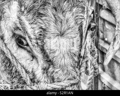 Les yeux de vache Longhorn close up Banque D'Images