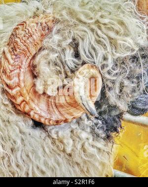 Halsbury Valais naseux noir moutons. Hautes Alpes trouve son origine dans le Canton du Valais, Suisse au 15e siècle Banque D'Images