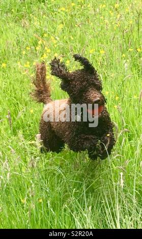 Henry s'amuser dans l'herbe longue Banque D'Images