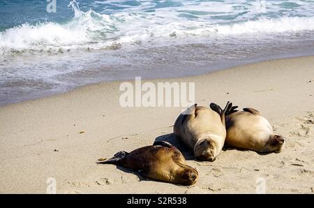 Les Lions de mer dans le sable et de couchage à l'ensoleillement de l'océan Pacifique au large de la côte californienne près de La Jolla Beach et San Diego Banque D'Images