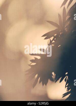 Ombre de feuilles sur le mur. Banque D'Images