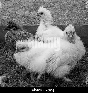 Silkie chicks on grass in Chicken Run Banque D'Images