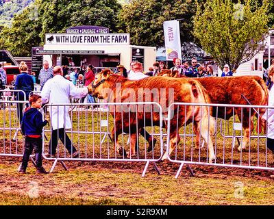 Highland cattle et handler, trois comtés Show, Malvern, Worcestershire, Angleterre. Banque D'Images