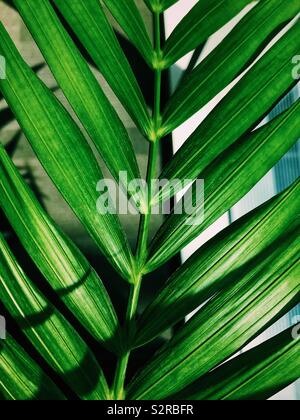 Vue rapprochée d'une feuille de palmier vert appartenant à une plante. Banque D'Images
