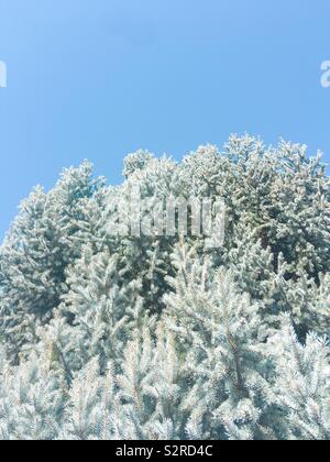 L'épinette bleue de branches d'arbres contre un ciel d'été bleu clair. Fond Nature Photographie. Banque D'Images